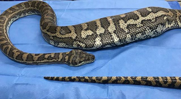 Carpet python